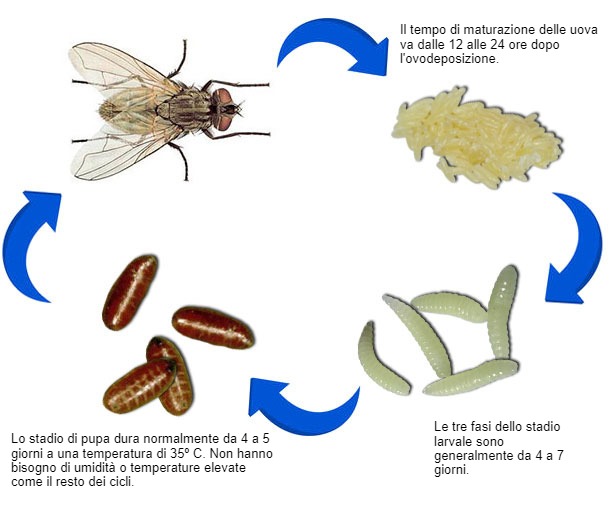 Una femmina depone fino a un totale di 900 uova in&nbsp;tutta la loro vita.

